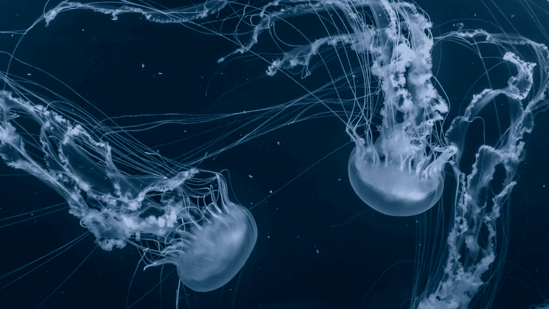 imagem mostra várias águas-vivas nadando no oceano escuro
