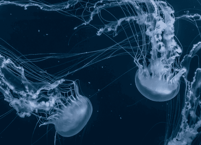 imagem mostra várias águas-vivas nadando no oceano escuro