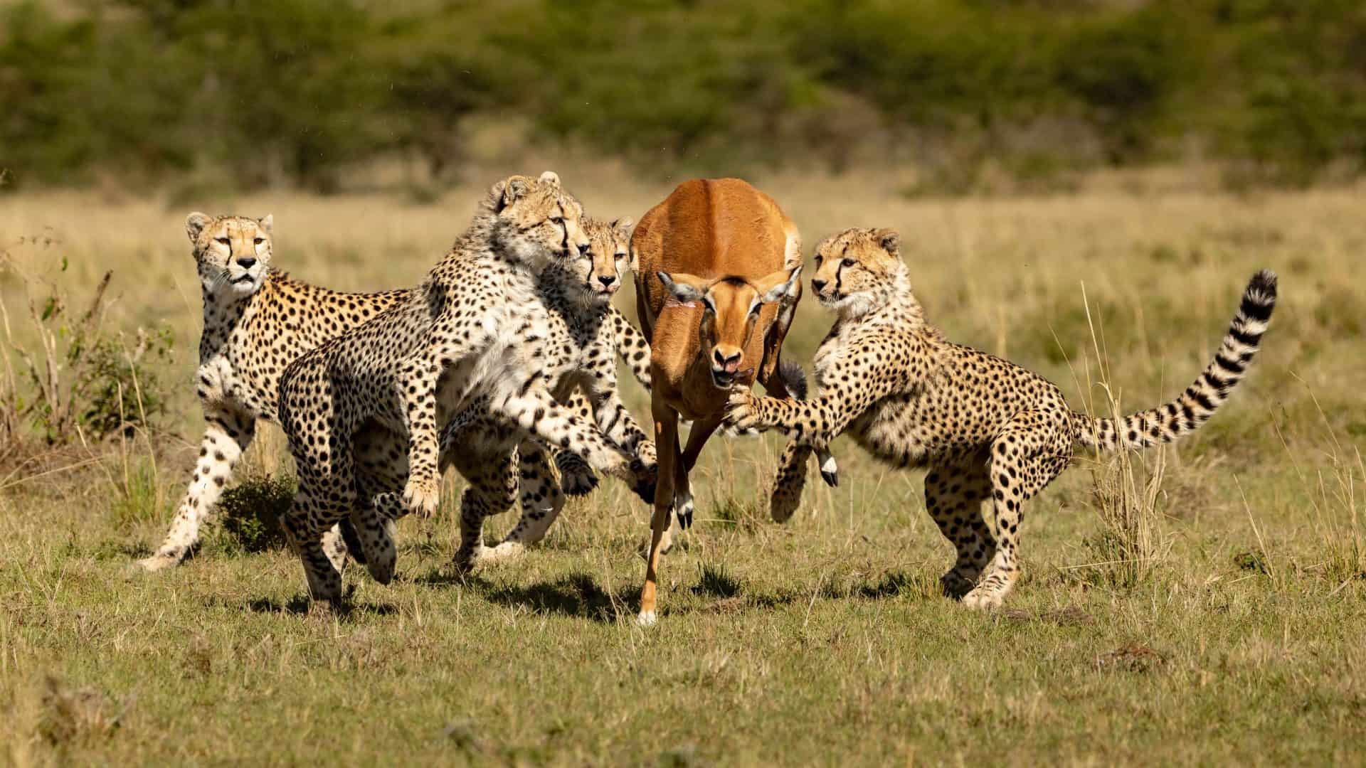 Conheça o top 10 dos animais mais rápidos da natureza - Olhar Digital