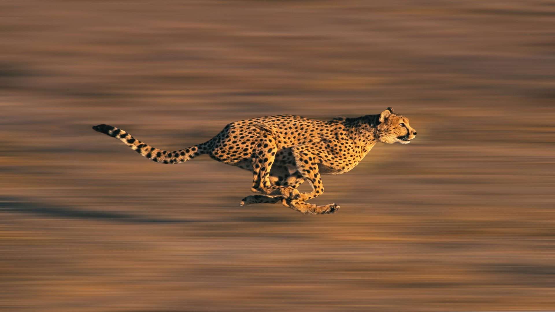 Guepardo, um dos animais mais rápidos do mundo, correndo pela savana africana