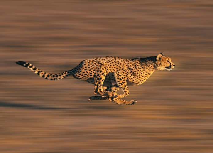 Guepardo, um dos animais mais rápidos do mundo, correndo pela savana africana