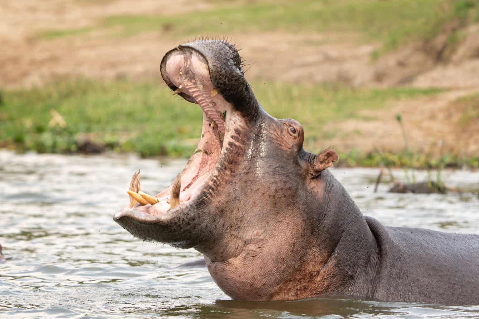 Confira o top 10 das mordidas mais fortes do reino animal