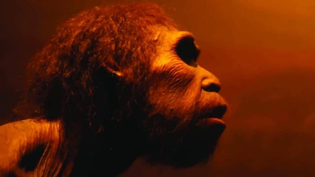 homo erectus