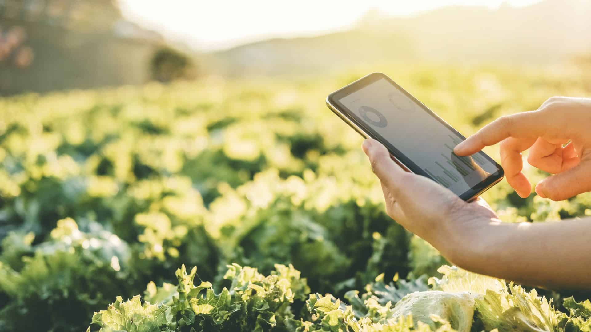 Pessoa mexendo em um smartphone, ao Sol, em uma plantação