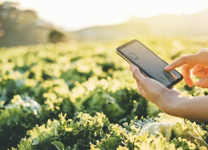 Pessoa mexendo em um smartphone, ao Sol, em uma plantação