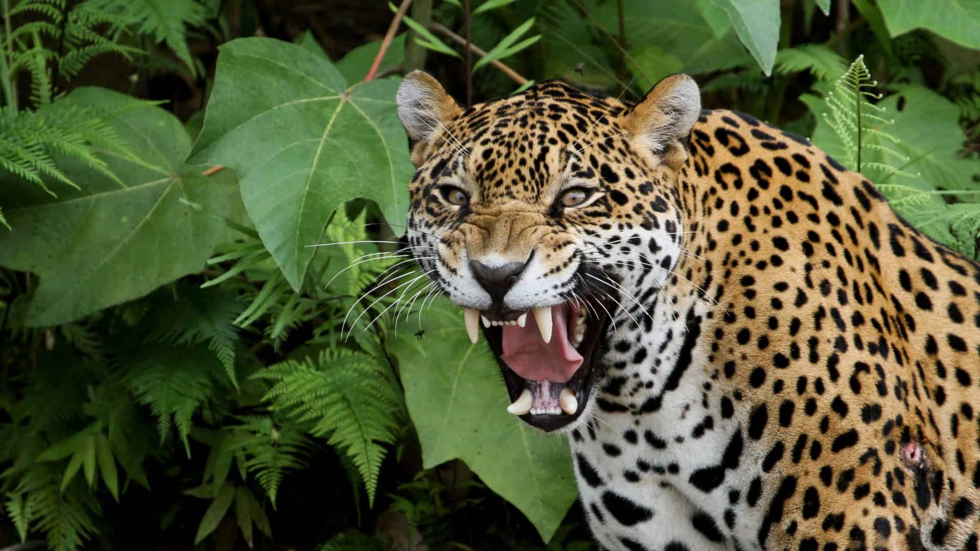 Jaguar (onça-pintada) mostra seus dentes na na Floresta Amazônica, o felino tem uma das mordidas mais fortes do mundo animal