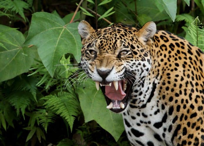 Jaguar (onça-pintada) mostra seus dentes na na Floresta Amazônica, o felino tem uma das mordidas mais fortes do mundo animal