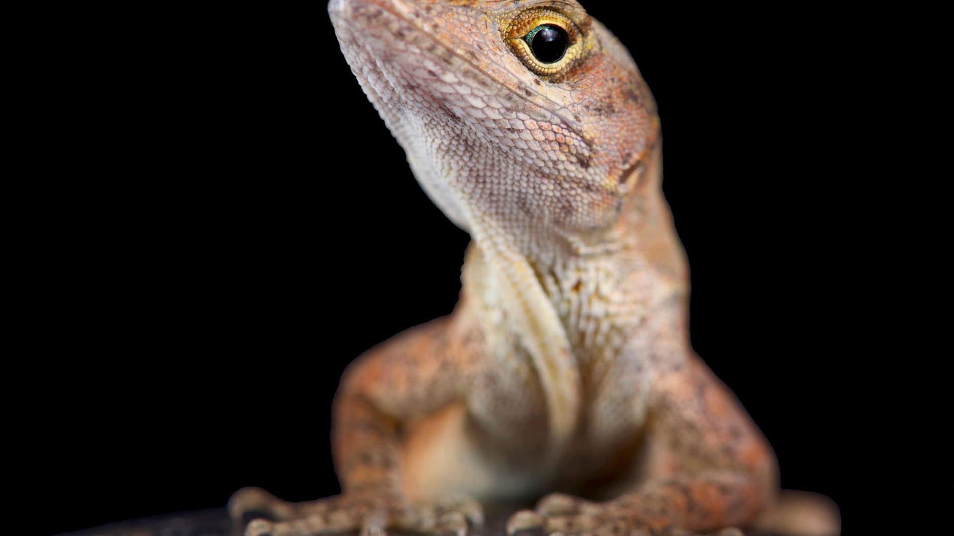 Anolis marrom olhando de lado