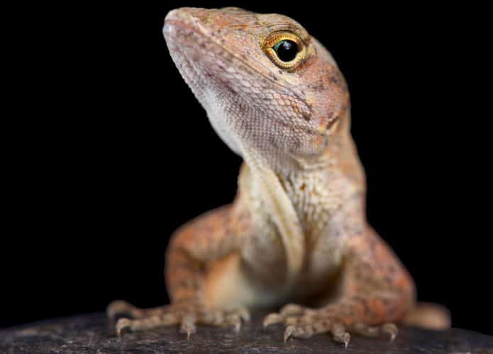 Anolis marrom olhando de lado