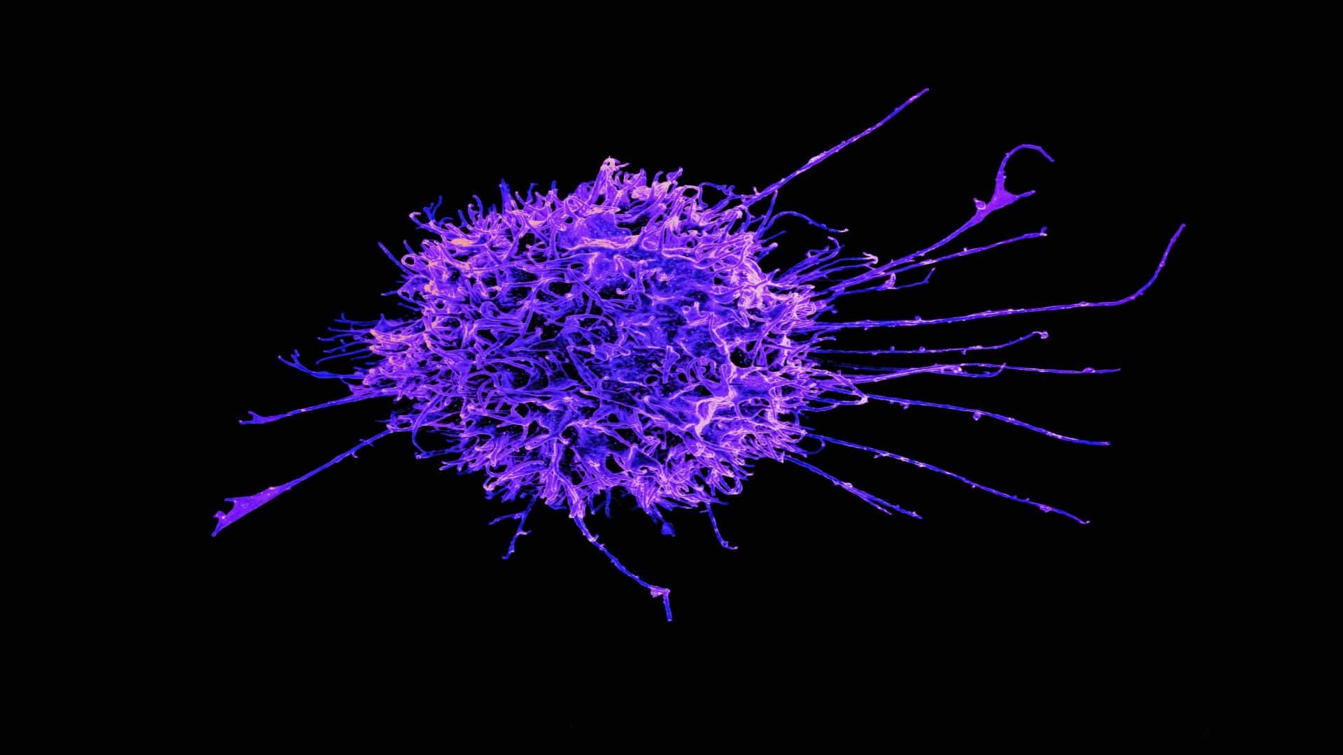 Imagem mostra linfócito T, célula do sistema imunológico