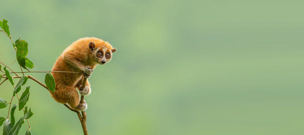 Loris-lento, um dos animais mais lentos do mundo