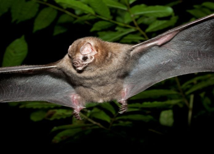 Imagem de um morcego-vampiro (Desmodus rotundus