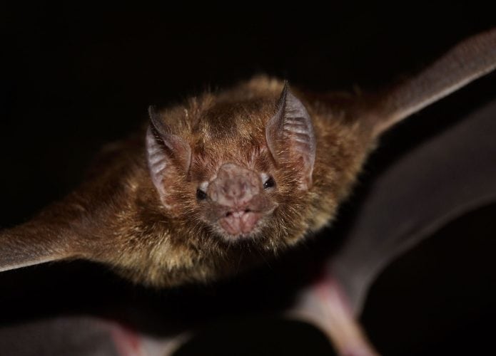 Imagem mostra de perto um morcego-vampiro comum