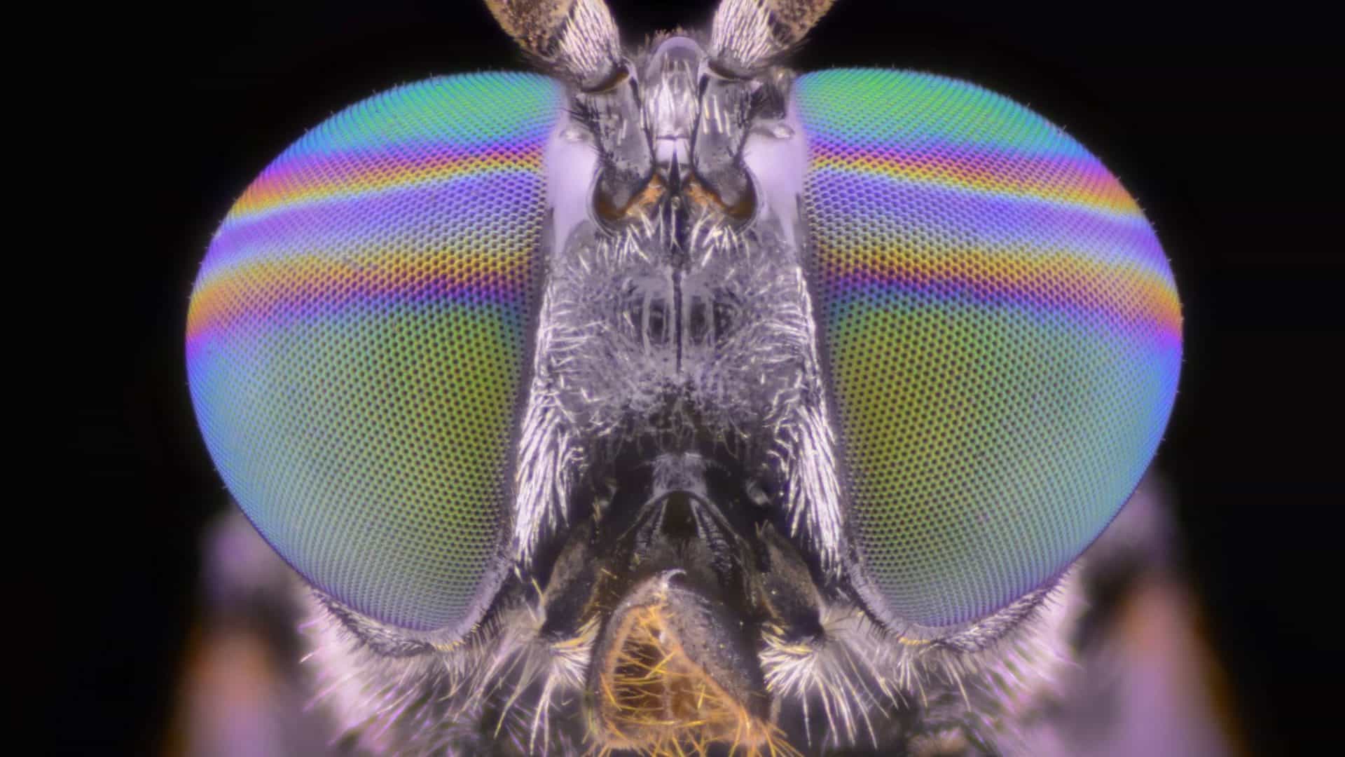 mosca