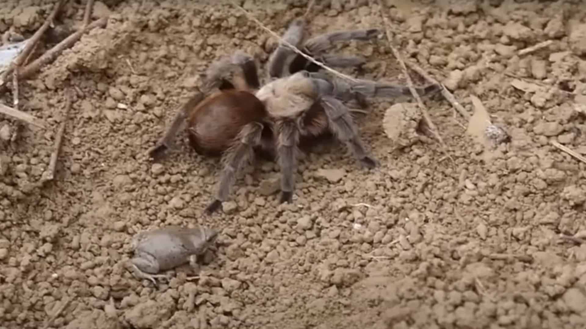 Aranha tarântula e pequeno sapo cinza sobre solo seco e terroso, cercados por galhos e pedras