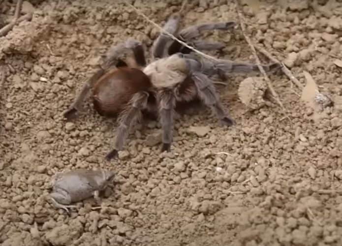 Aranha tarântula e pequeno sapo cinza sobre solo seco e terroso, cercados por galhos e pedras