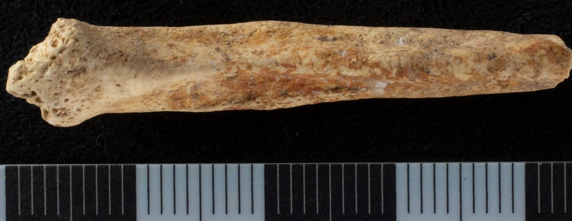 Osso de pênis de cachorro encontrado