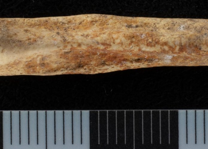 Osso de pênis de cachorro encontrado