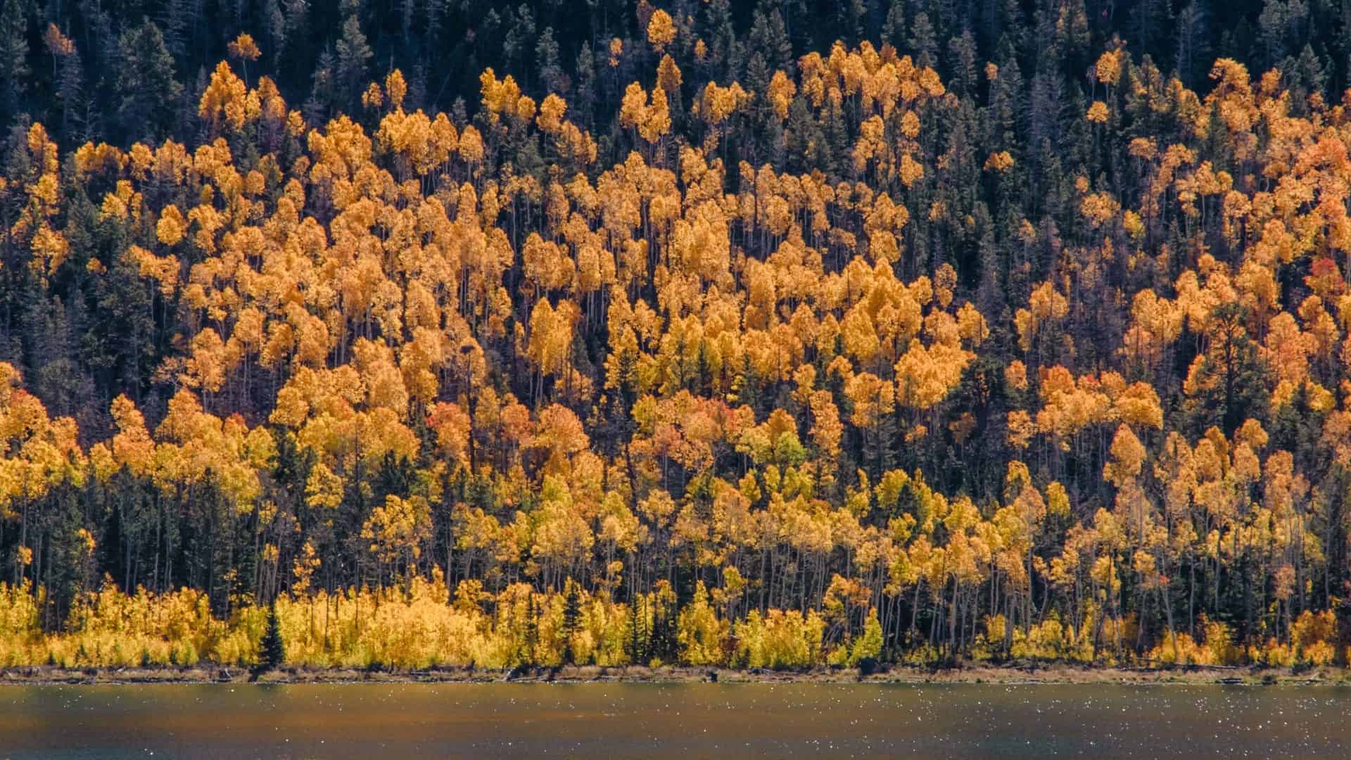 Maior organismo do mundo, Pando em Utah