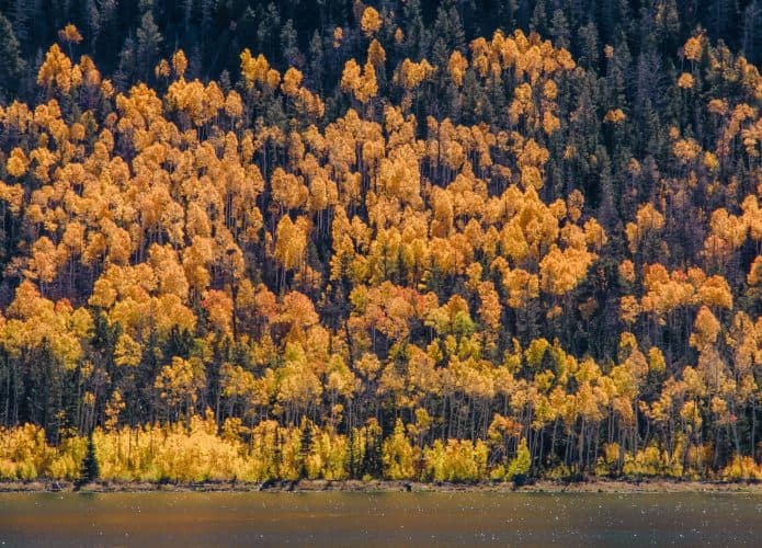 Maior organismo do mundo, Pando em Utah