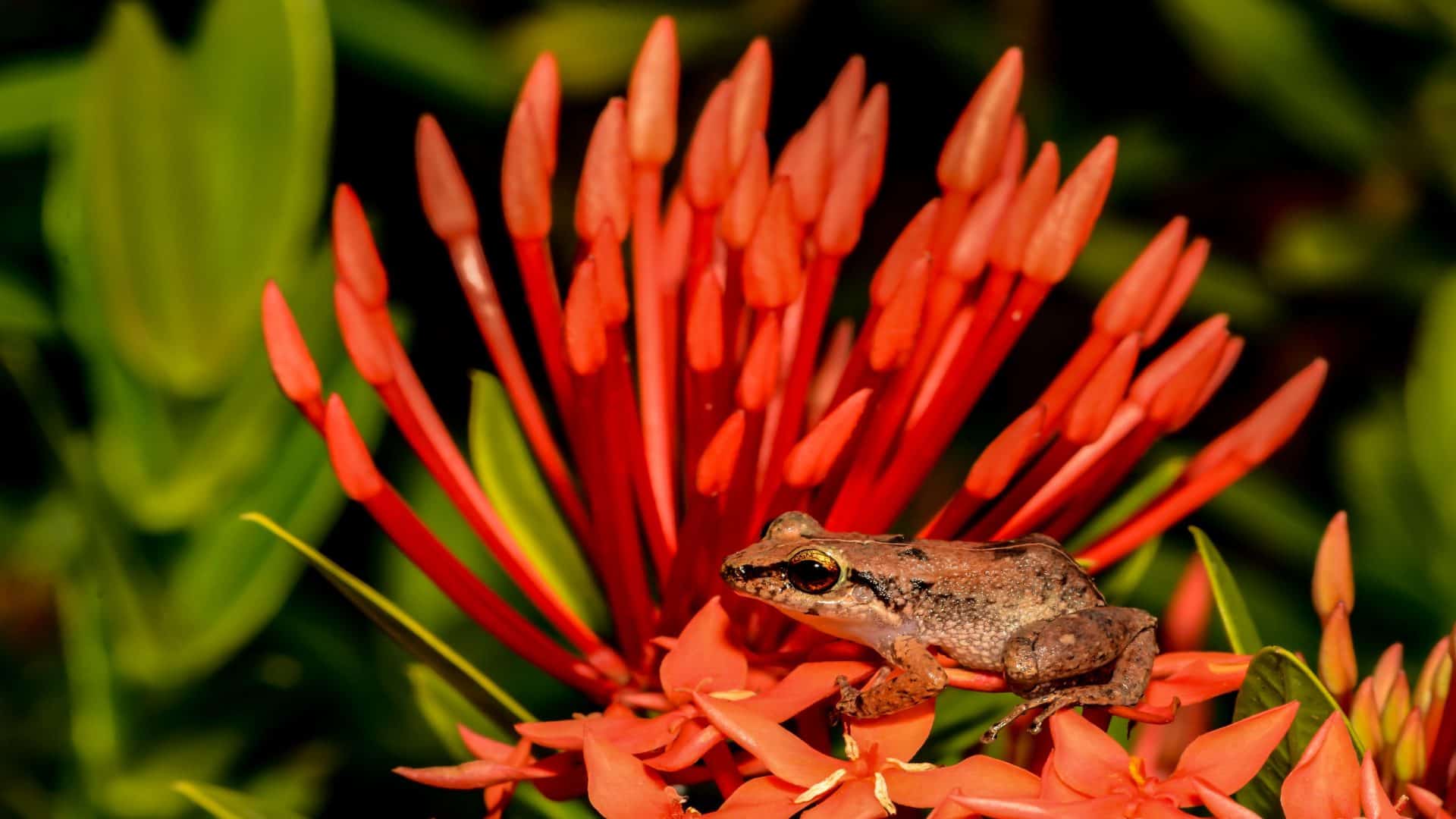 Imagem mostra uma perereca-assobiadora, espécie que vive em plantas e jardins