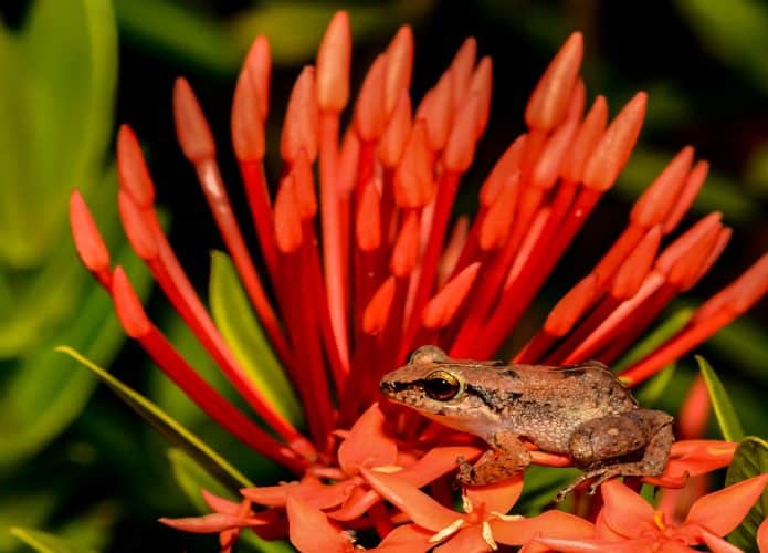 Imagem mostra uma perereca-assobiadora, espécie que vive em plantas e jardins