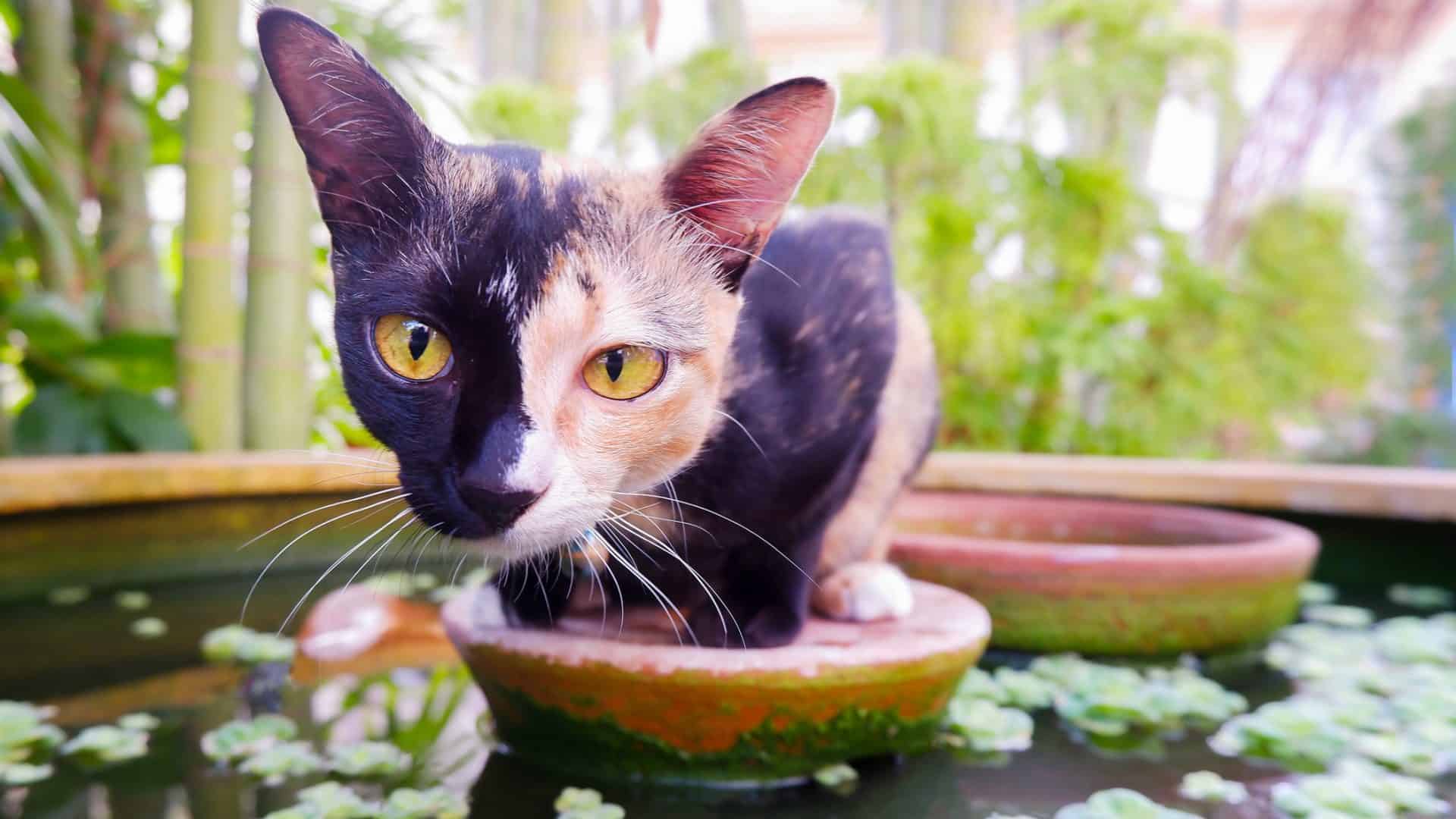 Um exemplo de quimera no mundo animal ocorre nos gatos que apresentam duas cores na pelagem