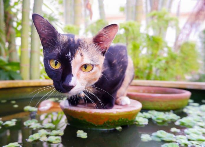 Um exemplo de quimera no mundo animal ocorre nos gatos que apresentam duas cores na pelagem