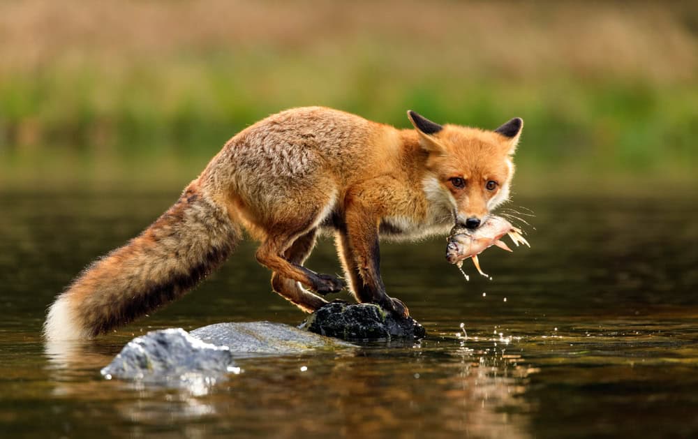 Raposa segurando um pequeno animal em sua boca após sua caça