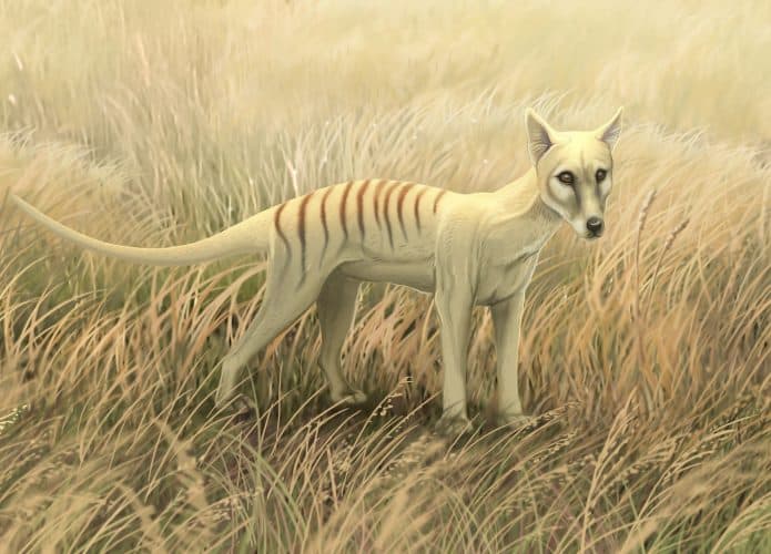 tigre da tasmânia