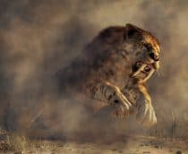 tigre dentes de sabre