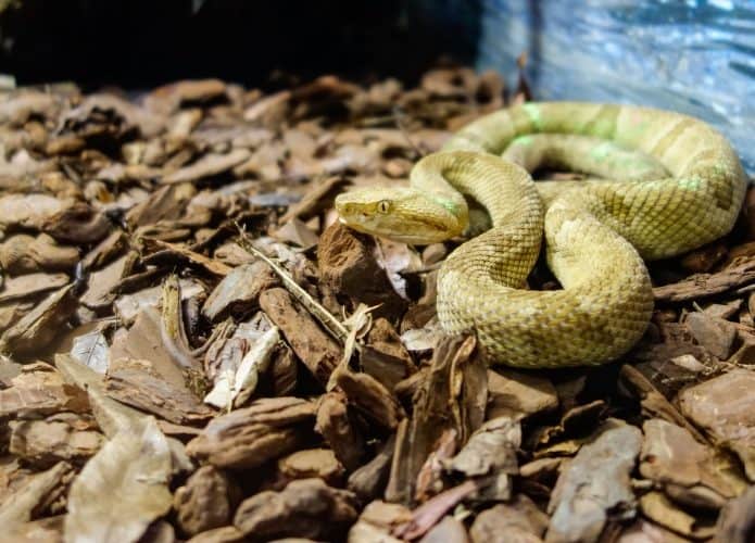Cobra Bothrops insularis, conhecida como jararaca dourada. Endêmica da Ilha da Queimada Grande, na costa do estado de São Paulo, no Brasil