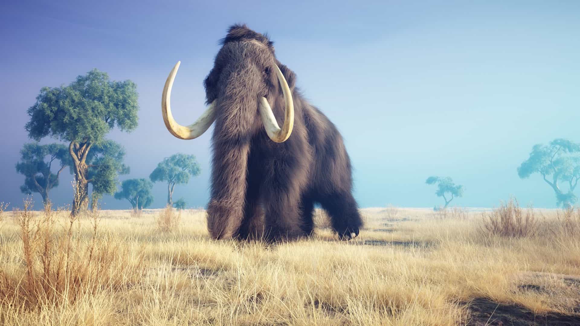 mamute