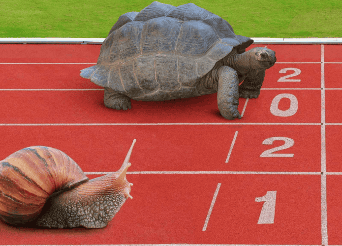 tartaruga e caracol apostando corrida