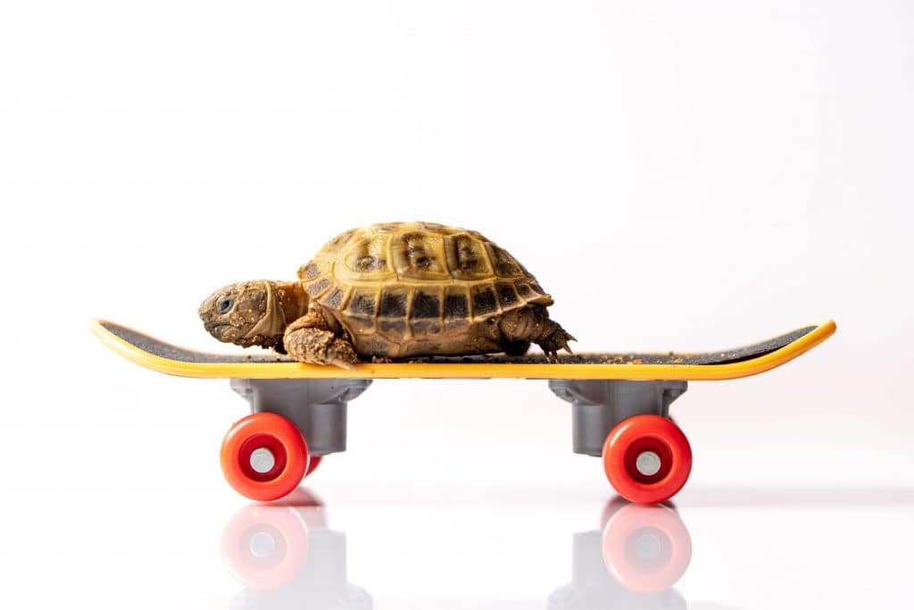 Bebê tartaruga em um skate