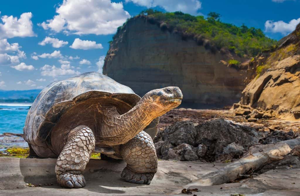 Tartaruga-gigante-de-Galápagos