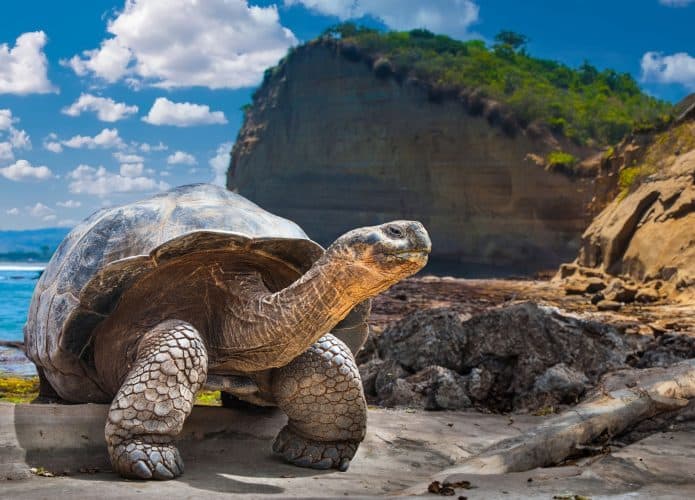 Tartaruga-gigante-de-Galápagos