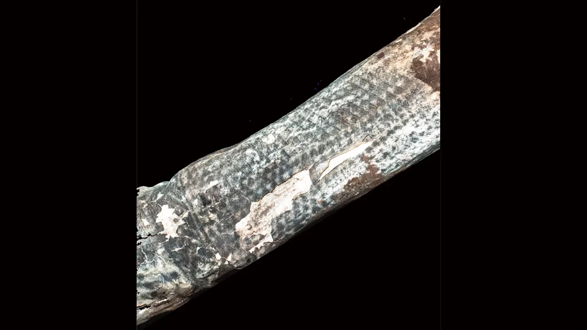 Detalhe de um braço mumificado e as tatuagens nele