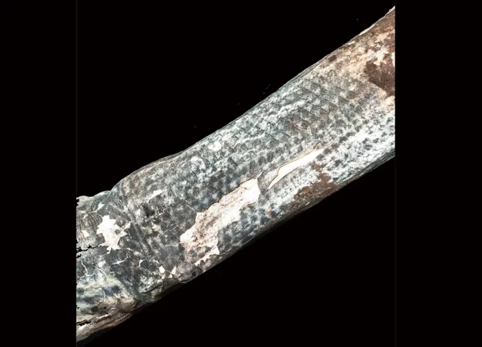 Detalhe de um braço mumificado e as tatuagens nele