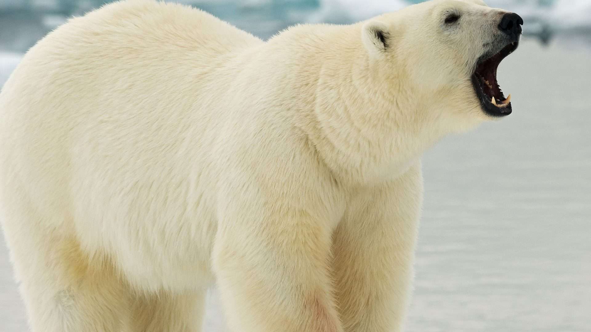 Urso polar (Ursus maritimus) em pé sobre o fluxo de gelo de Svalbard, Noruega ártica.