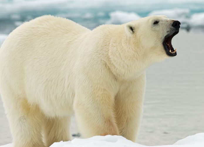 Urso polar (Ursus maritimus) em pé sobre o fluxo de gelo de Svalbard, Noruega ártica.