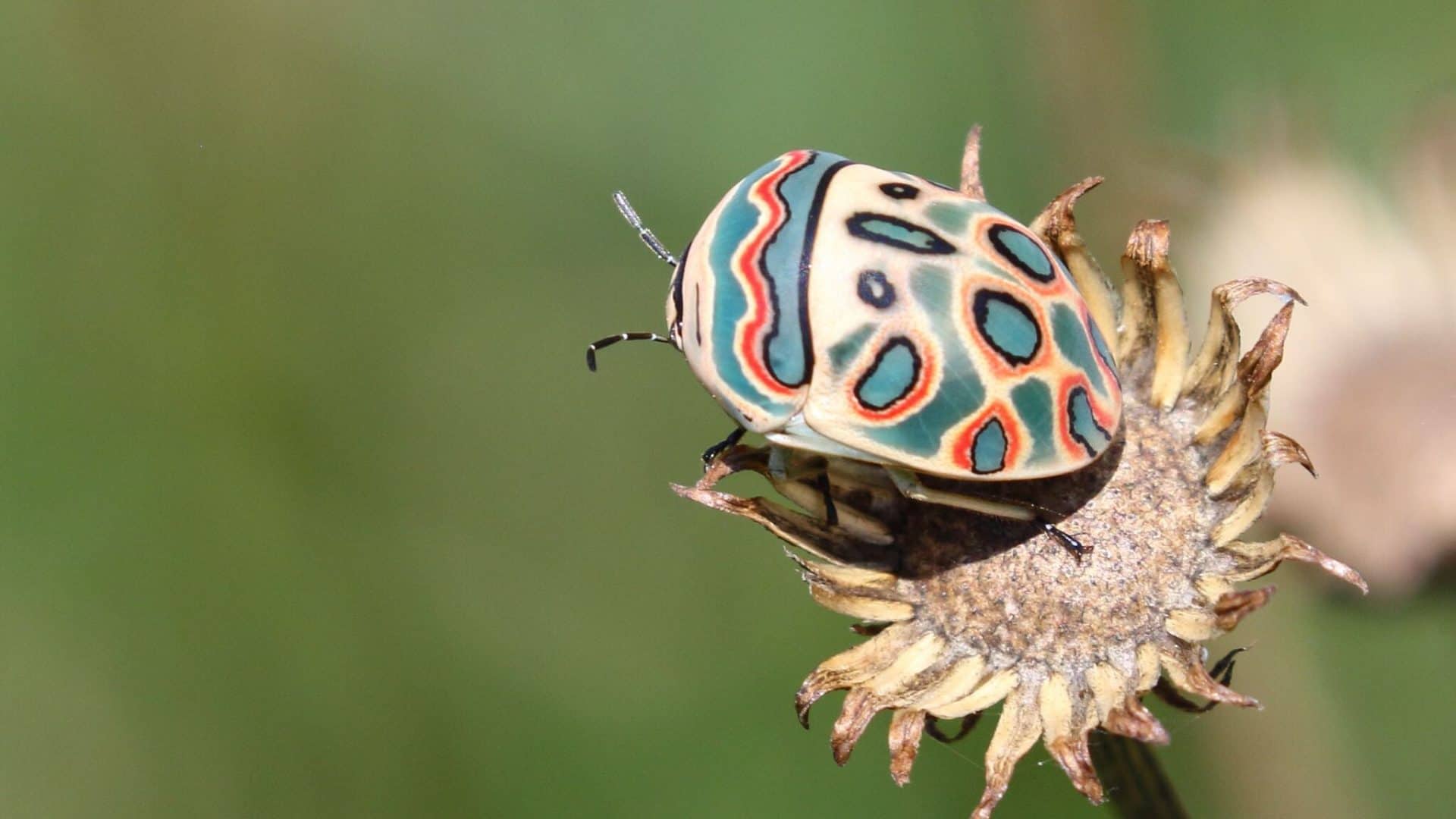 Imagem de um Sphaerocoris annulus, conhecido como Picasso Bug, sobre uma flor seca. O inseto possui uma carapaça colorida com padrões geométricos verdes, pretos e alaranjados.