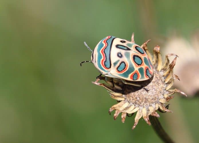 Imagem de um Sphaerocoris annulus, conhecido como Picasso Bug, sobre uma flor seca. O inseto possui uma carapaça colorida com padrões geométricos verdes, pretos e alaranjados.