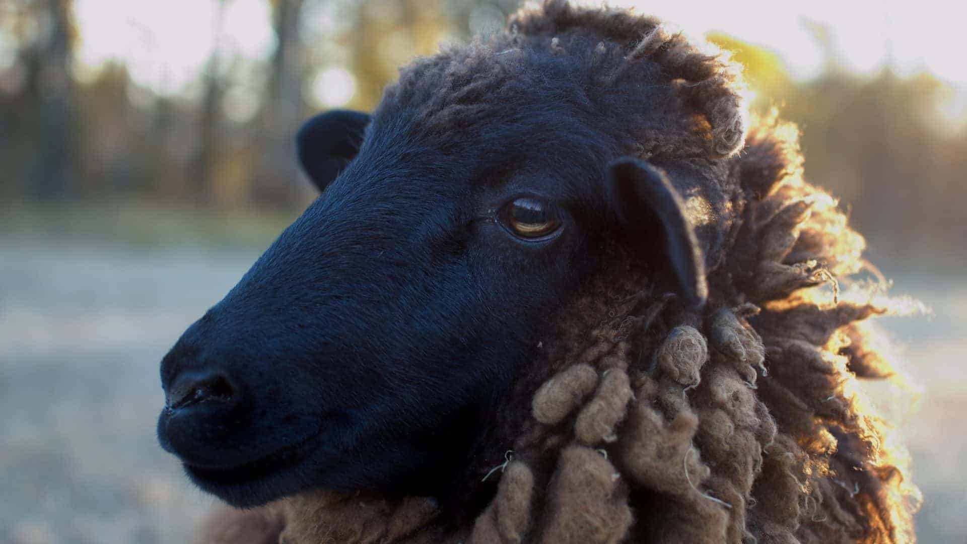 Close-up de uma ovelha negra com olhos de pupilas retangulares, capturada ao pôr do sol. Sua lã densa e encaracolada apresenta tons marrons e dourados, destacando-se contra o fundo desfocado de uma paisagem natural.