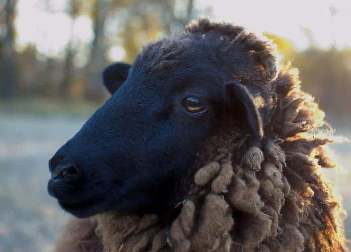 Close-up de uma ovelha negra com olhos de pupilas retangulares, capturada ao pôr do sol. Sua lã densa e encaracolada apresenta tons marrons e dourados, destacando-se contra o fundo desfocado de uma paisagem natural.