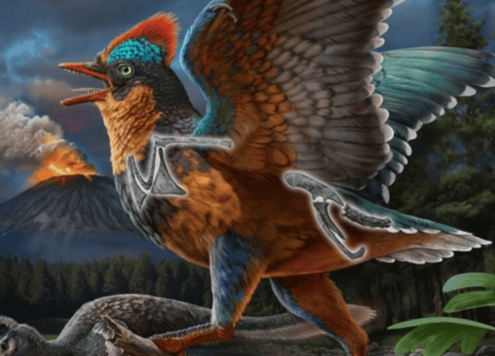 Baminornis-zhenghensis-1-695x500.png