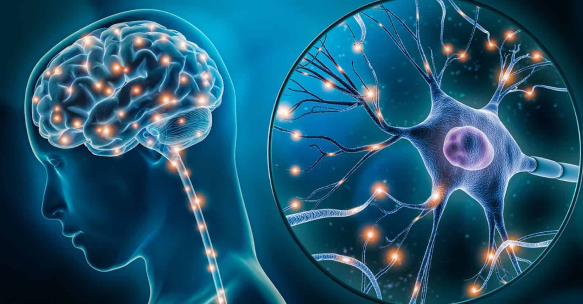 Capa-Brain-Cell-1920x1000