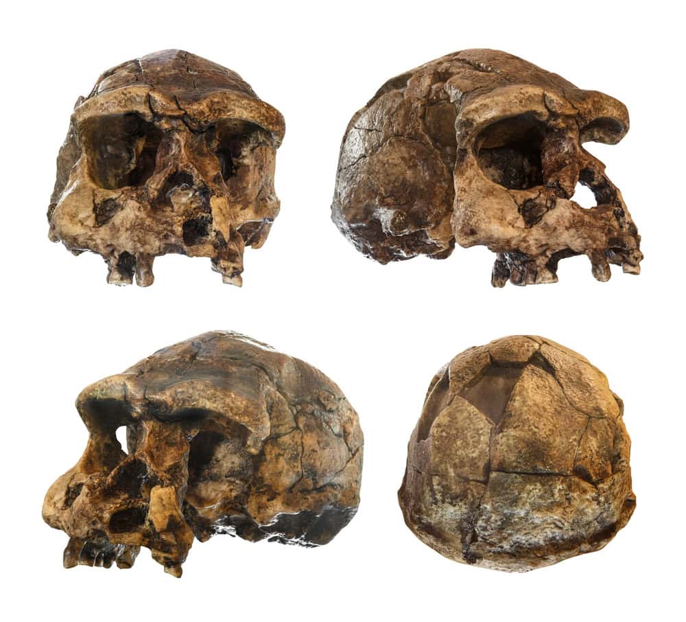 Crânio de Homo erectus com fundo branco