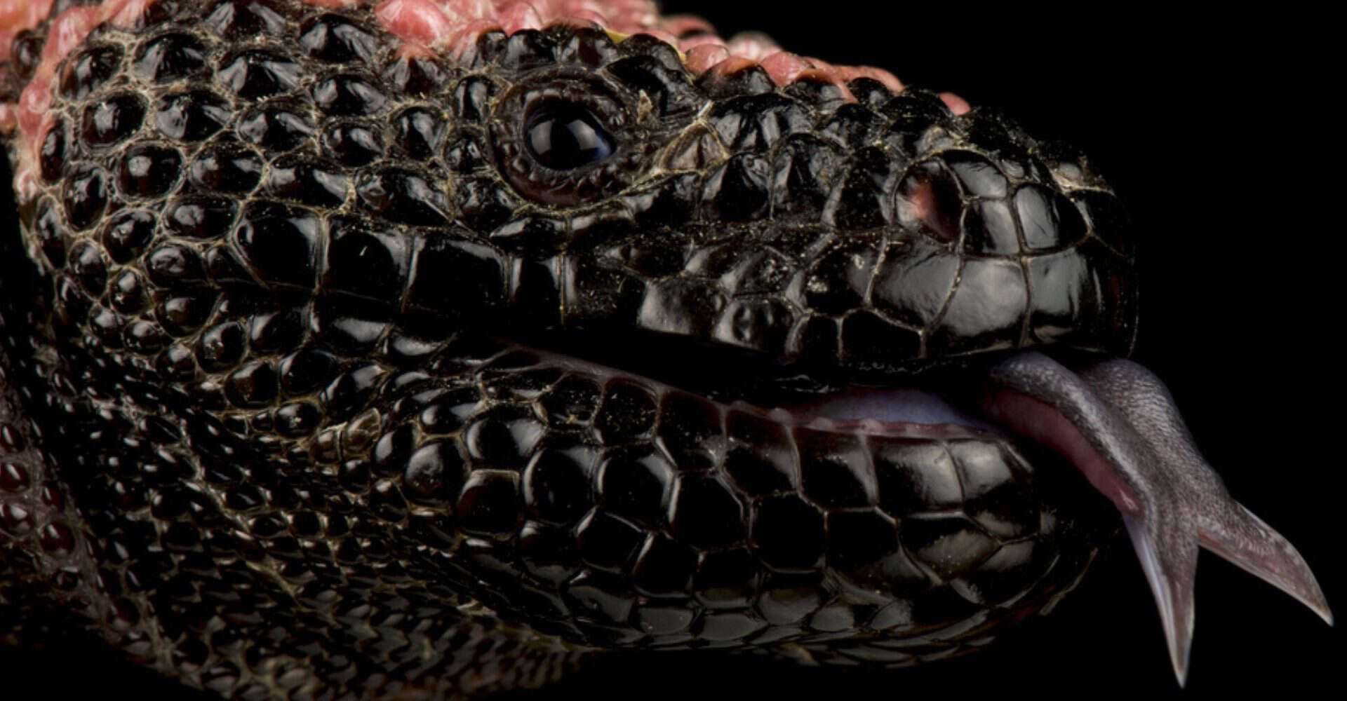 Monstro Gila, glândula extraída deste animal é responsável pela criação do Ozempic.