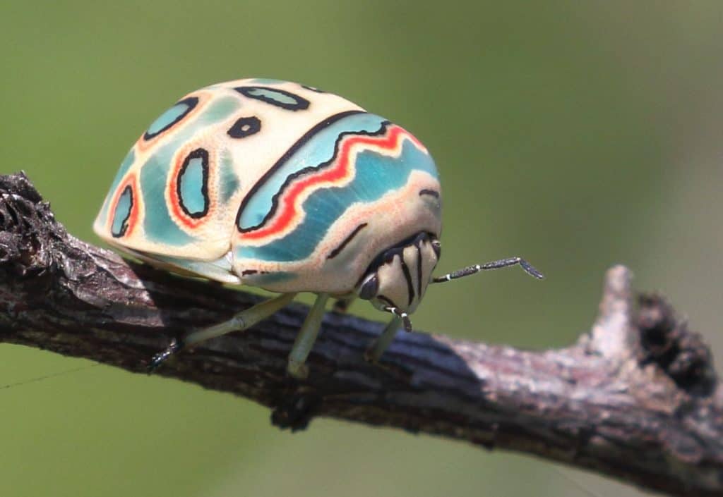 Imagem de um Sphaerocoris annulus, conhecido como Picasso Bug, sobre uma flor seca. O inseto possui uma carapaça colorida com padrões geométricos verdes, pretos e alaranjados.
